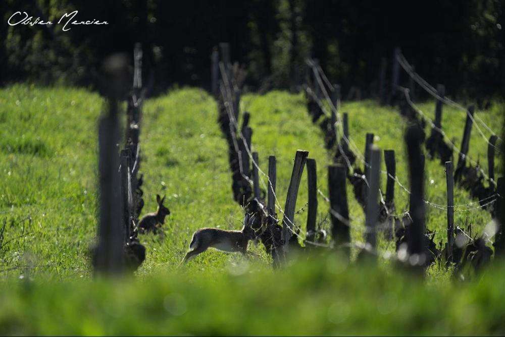 Domaine De Montclair Bed & Breakfast Pommiers  ภายนอก รูปภาพ